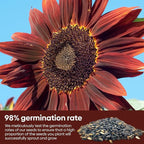 Groundio Chocolate Cherry Sunflower Seeds, 6-8 FT Giant Burgundy Black Sunflower, 80+ Helianthus Annuus Seeds, Non-GMO | Heirloom | High Germination | Attracts Pollinators