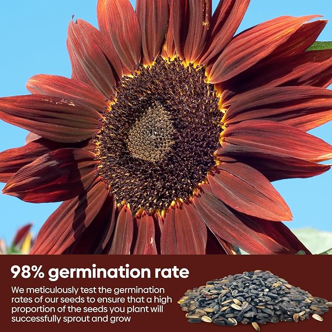 Groundio Chocolate Cherry Sunflower Seeds, 6-8 FT Giant Burgundy Black Sunflower, 80+ Helianthus Annuus Seeds, Non-GMO | Heirloom | High Germination | Attracts Pollinators