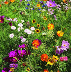 Love Bouquet Wildflower Packets, 25 Packets for Planting - Garden Seeds to Grow Live Plants - A Beautiful Valentines Gift - Bentley Seed Co.