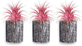 Air Plants - Tillandsia Ionantha - Organically Enhanced Color - Live Arrival Guaranteed - House Plants for Home Decor & Gift (3pk Coral Glow + White Barrels)