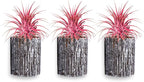 Air Plants - Tillandsia Ionantha - Organically Enhanced Color - Live Arrival Guaranteed - House Plants for Home Decor & Gift (3pk Coral Glow + White Barrels)