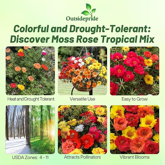 Outsidepride Tropical Mixed Moss Rose Seeds - 500 Pcs Annual, Drought & Heat Tolerant, Pollinator Friendly Ground Cover Seeds for Planting w/Vibrant Blooms & Succulent Foliage, Ideal for Xeriscaping