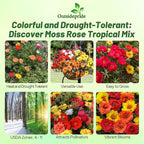 Outsidepride Tropical Mixed Moss Rose Seeds - 500 Pcs Annual, Drought & Heat Tolerant, Pollinator Friendly Ground Cover Seeds for Planting w/Vibrant Blooms & Succulent Foliage, Ideal for Xeriscaping