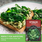 Viroflay Spinach Seeds for Planting – Giant Heirloom Variety with Tender Sweet 10" Leaves – Fast Growing Cold Tolerant Leafy Green – Survival Garden Seeds (2 Packs)