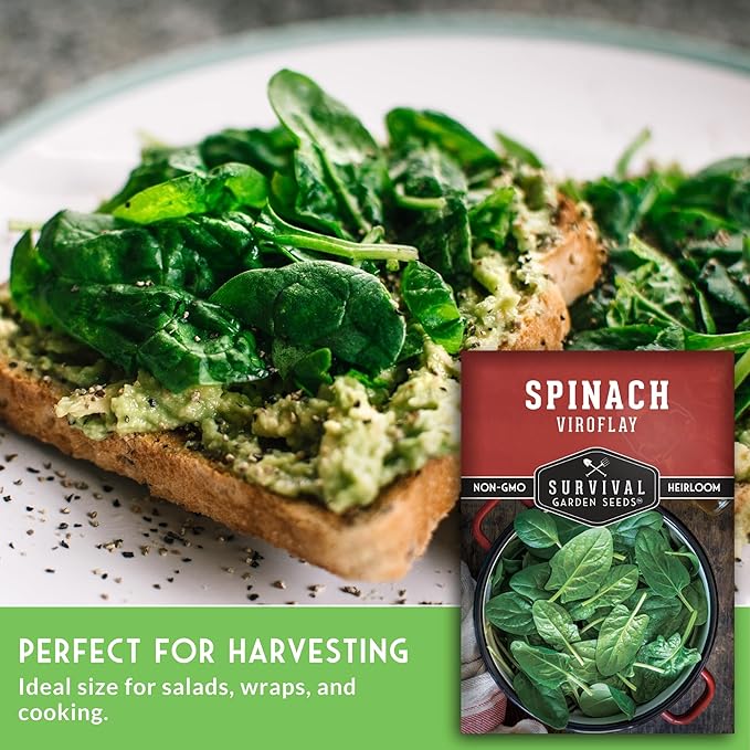 Viroflay Spinach Seeds for Planting – Giant Heirloom Variety with Tender Sweet 10" Leaves – Fast Growing Cold Tolerant Leafy Green – Survival Garden Seeds (2 Packs)