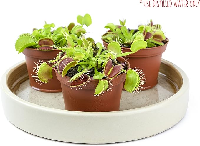 3 Inch Live Venus Fly Trap Live Plant 3PK, Venus Fly Trap Soil, Live Venus Flytrap Live Plants Indoor Plants Live Houseplants, Venus Fly Trap Pot, Venus Fly Trap Plant House Plants by Plants for Pets