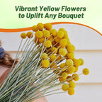Outsidepride Billy Button Craspedia Globosa Seeds - 1000 Pcs Perennial, Hardy & Drought Tolerant, Flower Seeds for Planting w/Yellow Spherical Blooms, Ideal for Cut Flower & Pollinator Gardens