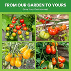 10 Pack Heirloom Tomato Seeds Variety Pack -5000+ Non-GMO Garden Seeds for Planting Outdoors & Indoor Home Gardening Gift, Roma, Chreey Tomatoes & More
