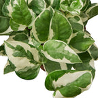 Pothos N'Joy Live Plant - Epipremnum aureum 'n'joy' - Variegated Devil's Ivy - Air Purifying Houseplant - Perfect Live Plant Foliage- CA Seller (4" Terra Cotta Pot)