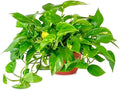 American Plant Exchange Golden Pothos – 6-Inch Pot – Live Easy Care Vining Houseplant, Air Purifying Indoor Plant for Home, Office, or Garden Decor