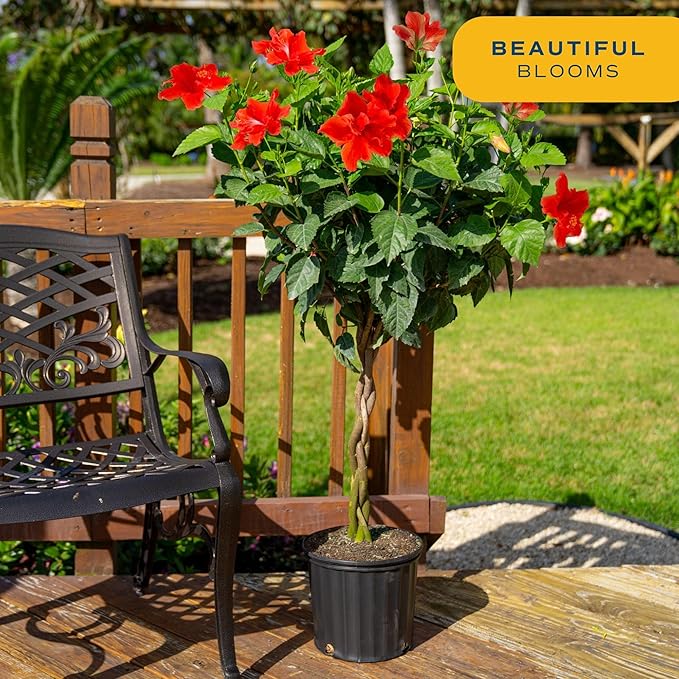 Costa Farms Hibiscus Braided Live Plant - 4-5 ft. Tall - Flowering Houseplant - Indoor or Outdoor Garden Plant, Vibrant Blooms, Grower's Choice