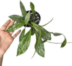 Hoya Publicalyx Splash Red Button - Air Purifying Features - Pet Friendly - Hoya Plants Live Houseplants - Wax Plant (3-4 Plants, 4" Pot)