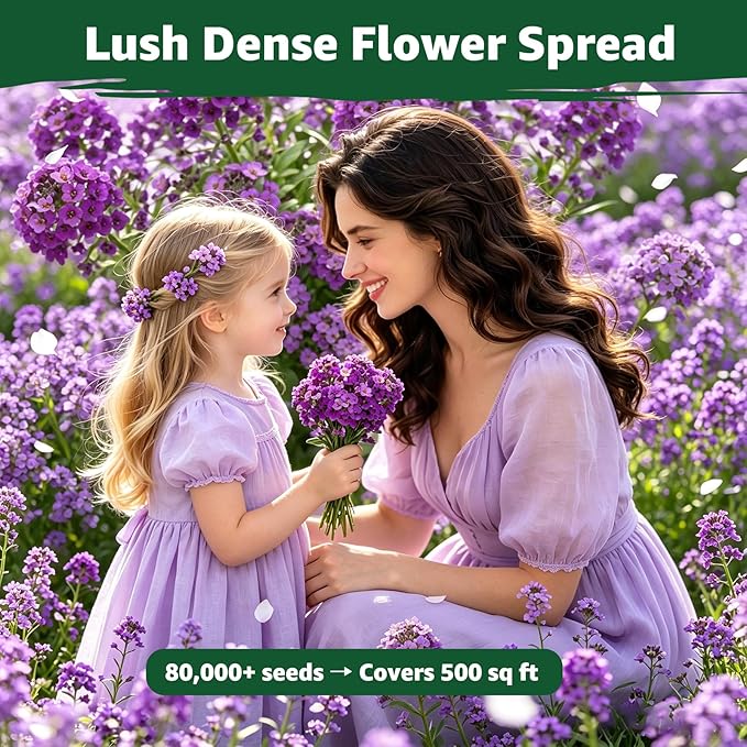 Alyssum Seeds for Planting - Purple Royal Carpet, Sweet Purple Alyssum Flower Seeds, Fragrant Perennial Ground Cover Seeds for Garden Beds, Borders and Containers.