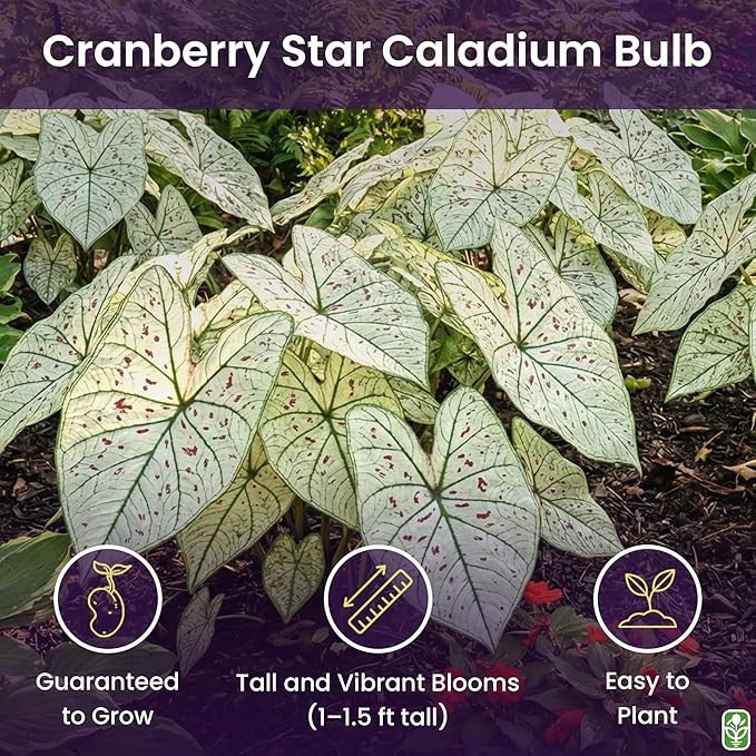 Fancy Leaf Caladium - Cranberry Star - Large Size Bulb - Hardy Zones 9-11