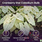 Fancy Leaf Caladium - Cranberry Star - Large Size Bulb - Hardy Zones 9-11