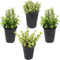 Altman Plants Non-Toxic Portulacaria Succulent Mix (4 Pack), Pet Safe Succulents, Easy Plant Care, 1 Quart Grower Pots, Rotating Varieties, Real Succulents & Houseplants for Plant Lovers