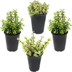 Altman Plants Non-Toxic Portulacaria Succulent Mix (4 Pack), Pet Safe Succulents, Easy Plant Care, 1 Quart Grower Pots, Rotating Varieties, Real Succulents & Houseplants for Plant Lovers