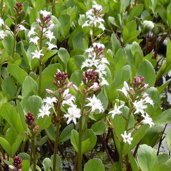 Bog Bean, a Great Live Pond Plant for Your Water Garden. Filters The koi and Goldfish Pond. Good for Bogs, Plant Shelf or Shallow Water This marginal Aquatic is a Real Beauty