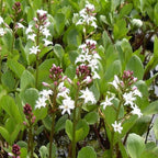Bog Bean, a Great Live Pond Plant for Your Water Garden. Filters The koi and Goldfish Pond. Good for Bogs, Plant Shelf or Shallow Water This marginal Aquatic is a Real Beauty