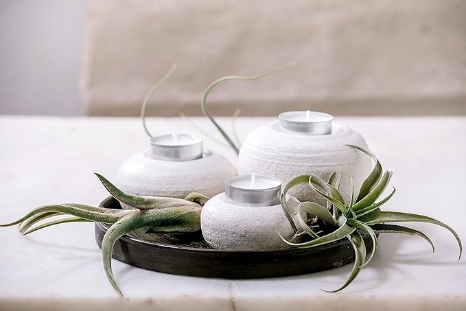 Air Plant Low Light House Plants Box (8PK) Tillandsia Air Plants Live Houseplants Live Indoor Plants Live Succulents Plants Live Terrarium Plants Live, Air Plant Holder Airplant Kit by Plants for Pets