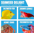 JOR 20 Seaweed Sheets for Tangs, Angels, Plecos, Shrimp, Snails, Nutrient- & Vitamin-Rich, Dried Snack for Bottom Feeders, Increased Palatability for Grazing Fish, 1 oz. Pet Feed