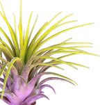 Rainbow Tillandsia Air Plant, Tillandsia Air Plant, Airplant, Air Purification, House Plant, Home Decor & Gift, Live Plant, Healthy Arrival Guarantee (Lavender/Yellow)