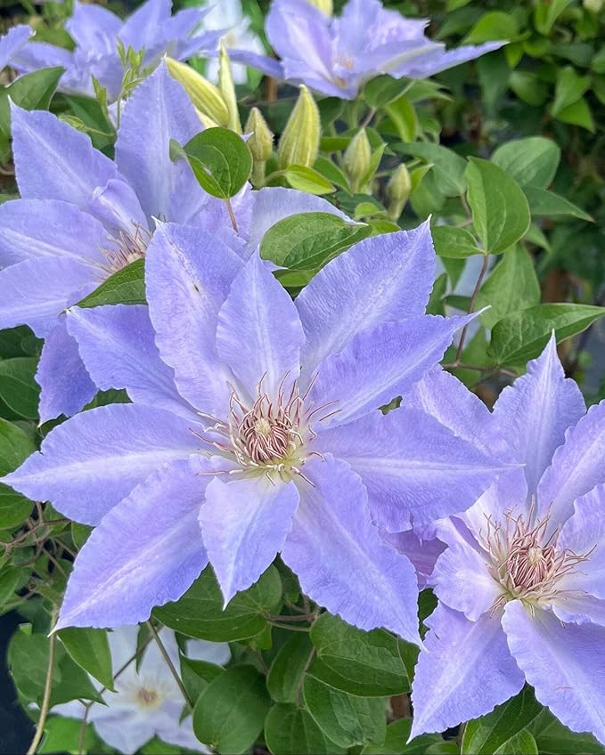 Perennial Farm Clematis Boulevard® Tranquilite™ Hybrid– Live Clematis Vine in 4 Quart Container, Pale Lavender Blooms, Compact Climber, Long Blooming, Ideal for Trellises, Containers & Fences