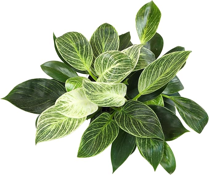 Variegated Philodendron Birkin Houseplant, Powerful Air Purifying Plant, Easy to Grow, Upright Philodendrons, Popular Live Indoor Plants, 6 in. Grower Pot, Unique Houseplants for Beginners