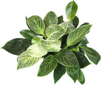 Variegated Philodendron Birkin Houseplant, Powerful Air Purifying Plant, Easy to Grow, Upright Philodendrons, Popular Live Indoor Plants, 6 in. Grower Pot, Unique Houseplants for Beginners