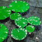 12Pcs Floating Lily Pads for Ponds, Fake Lily Pads, Artificial Lotus Leaves Decorative, 6in 7.8in 7in 4in Each 3pcs(Total 12pcs)