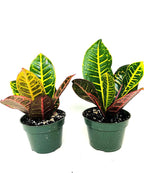 Croton Plant 2PACK 'CODIAEUM VARIEGATUM Petra' 4 inch Pot