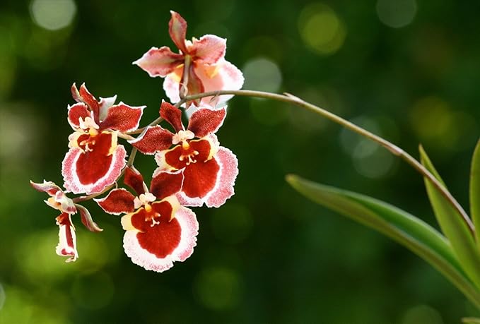4 Live Orchid Plants + HP to Choose (Oncidiums + Heat Pack)