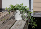 American Plant Exchange Variegated English Ivy – 6-Inch Pot – Live Easy Care Trailing Houseplant with Green & White Leaves for Hanging Baskets, Indoor Planters, Home & Office Décor