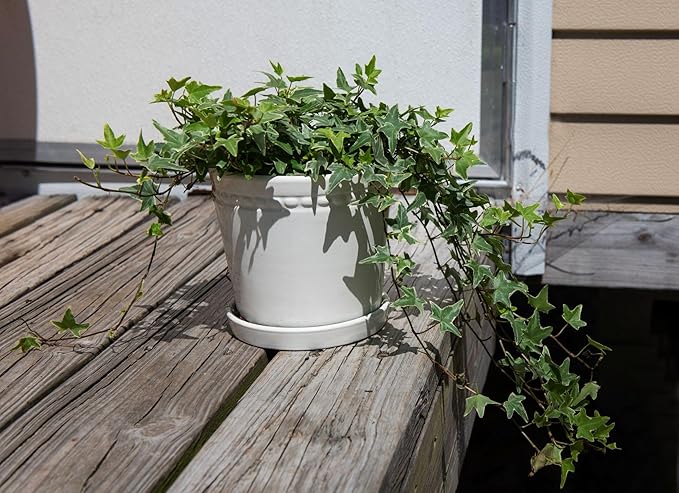 American Plant Exchange Variegated English Ivy – 6-Inch Pot – Live Easy Care Trailing Houseplant with Green & White Leaves for Hanging Baskets, Indoor Planters, Home & Office Décor