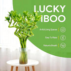 Fresh Lucky Bamboo 10 Stalks 8 Inch Spiral Style Live Plant - for Home Office Decor, Feng Shui & Good Fortune - Container Not Included