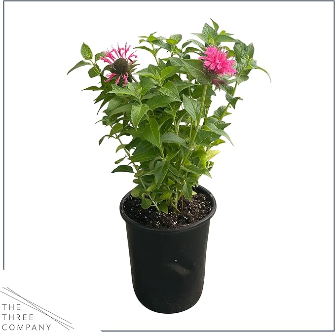 Live Bee Balm (Monarda) - Pink, Attracts Butterflies and Hummingbirds, Natural Pollinator, 10" Tall by 6" Wide in 2.5 Qt Pot