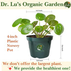 Dr. Lu’s Organic Chinese Money Plant (Pilea Peperomioides) | Rooted Friendship/UFO Plant | Rare House Plants for Good Fortune | Live Plants in 4'' Nursery Pot