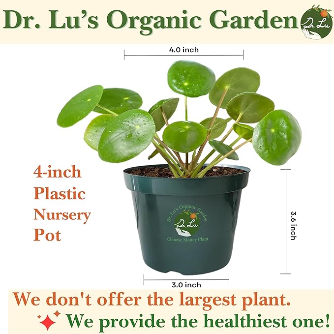 Dr. Lu’s Organic Chinese Money Plant (Pilea Peperomioides) | Rooted Friendship/UFO Plant | Rare House Plants for Good Fortune | Live Plants in 4'' Nursery Pot