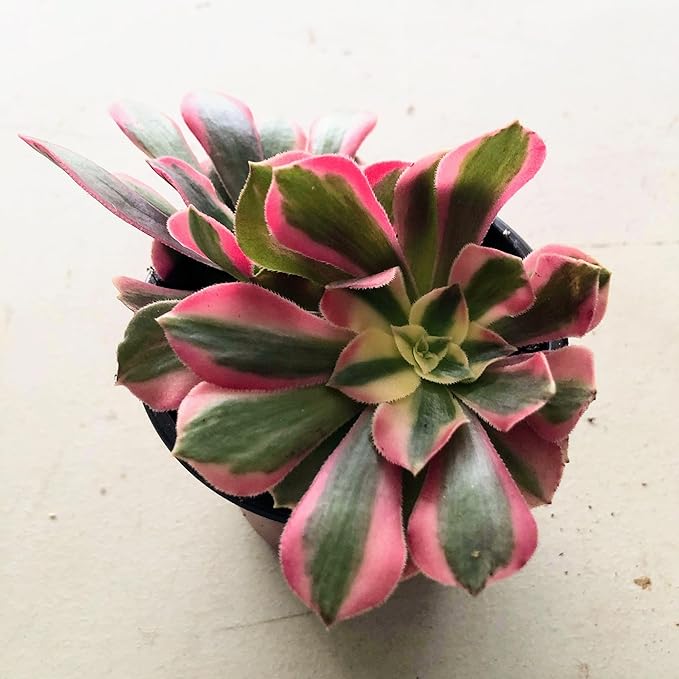 Blissful Aeonium Pink Witch in 4" Pot– Rare Variegated Succulent with Striking Pink-Green Rosettes. Drought Tolerant, and Perfect for Collectors, Gardens, Gifts, or Adding Unique Color Outdoors..
