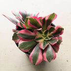 Blissful Aeonium Pink Witch in 4" Pot– Rare Variegated Succulent with Striking Pink-Green Rosettes. Drought Tolerant, and Perfect for Collectors, Gardens, Gifts, or Adding Unique Color Outdoors..