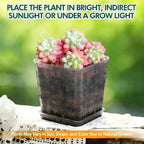 Live Sedum Succulent – Sedum Caviar with Plant Care Accessories, Small Low Maintenance Houseplant for Indoor & Outdoor Settings