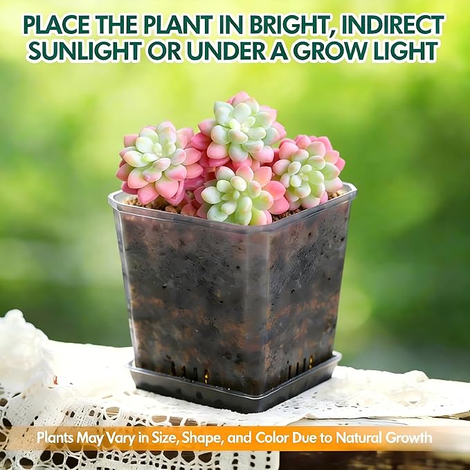 Live Sedum Succulent – Sedum Caviar with Plant Care Accessories, Small Low Maintenance Houseplant for Indoor & Outdoor Settings