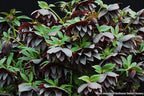 Perennial Farm Marketplace Helleborus x Winter Jewels 'Onyx Odyssey' (Lenten Rose) Perennial, 1 Quart, Near Black Flowers