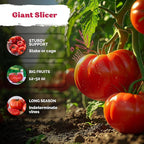 KVITER 325 Giant Beefsteak Tomatoes Seeds (Solanum lycopersicum) – Beef Steak Tomato Seed Packets Heirloom Tomatoes – Non GMO Slicing Tomato Vegetable Seeds for Planting Home Garden, Indoor & Outdoor