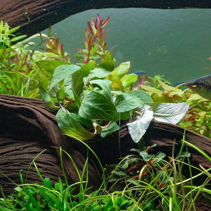 SubstrateSource Live Plant - Pogostemon Stellatus (Pogostemon stellatus) - Background Stem, Snail-Free in Vitro Aquarium Plant - Tissue Culture