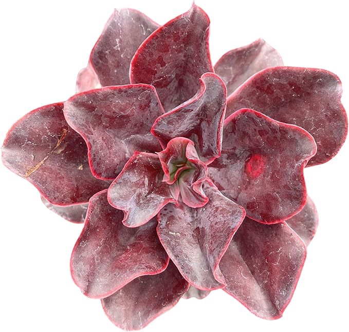 Sprout N Green Echeveria 'Hortencia' Plant with 4 inch Starter Pot, Rare Live Succulent Plant Fully Rooted, Home Office Indoor Outdoor Wedding Decoration DIY Projects Party Favor