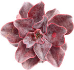 Sprout N Green Echeveria 'Hortencia' Plant with 4 inch Starter Pot, Rare Live Succulent Plant Fully Rooted, Home Office Indoor Outdoor Wedding Decoration DIY Projects Party Favor
