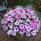 African Daisy Seeds for Planting, 148pcs Osteospermum Daisy Seeds Non-GMO Heirloom Perennial Rare Colorful Flower Plants, Open Pollinated Beauty Home Garden Flowers for Outdoors
