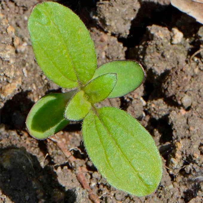 Seed Needs Earthwalker Sunflower Seeds for Planting Rustic Sunflowers - Heirloom & Open Pollinated Flower Seed to Plant an Outdoor Wildflower Butterfly Garden (1 Pack)