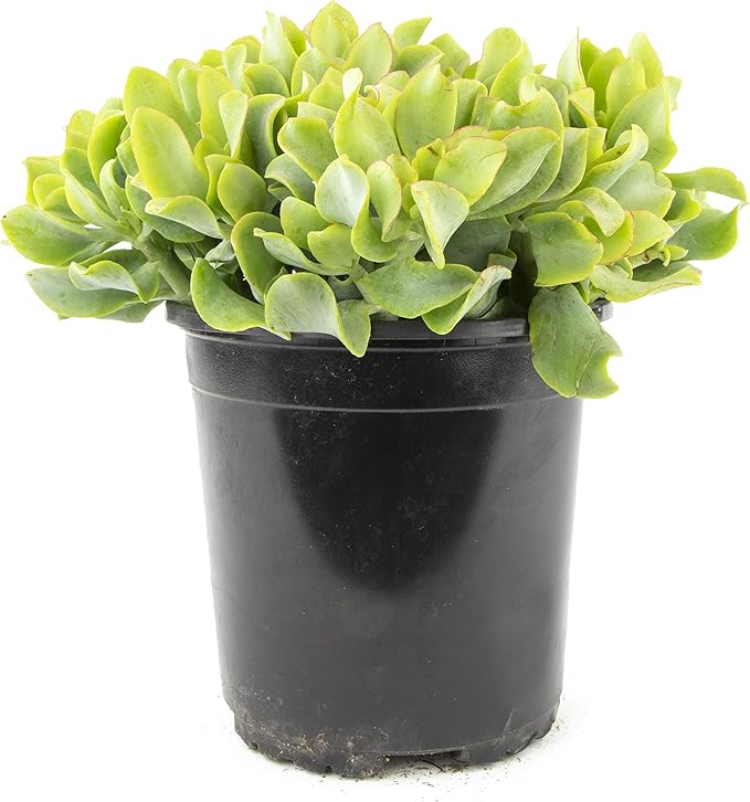 Succulents Plants Live Indoor Plants, Crassula Ripple Jade Live Houseplants, Live Succulents Live Plants Indoor Succulent Plants, Indoor Plant Real Succulents Plants House Plants by Plants for Pets